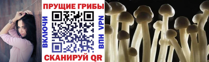 Псилоцибиновые грибы Psilocybe Ладушкин
